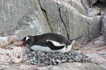A trip around the Antarctic Peninsula, December 2019