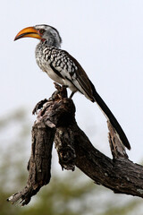 Banana bird aka Yellow Billed hornbill