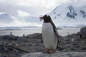 A trip around the Antarctic Peninsula, December 2019