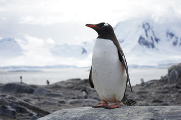 Naklejka premium A trip around the Antarctic Peninsula, December 2019