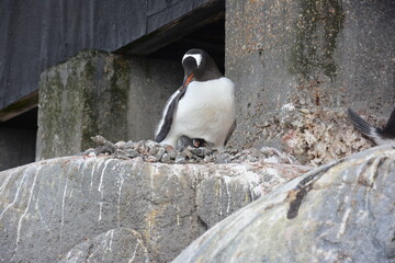 A trip around the Antarctic Peninsula, December 2019