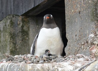 A trip around the Antarctic Peninsula, December 2019