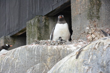 A trip around the Antarctic Peninsula, December 2019