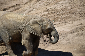 Fototapeta na wymiar Elephant Eating