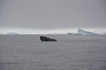 A trip around the Antarctic Peninsula, December 2019