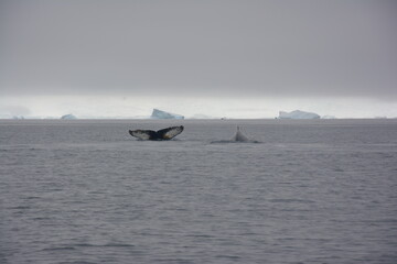 A trip around the Antarctic Peninsula, December 2019
