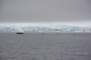 A trip around the Antarctic Peninsula, December 2019