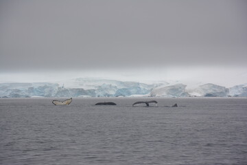 A trip around the Antarctic Peninsula, December 2019