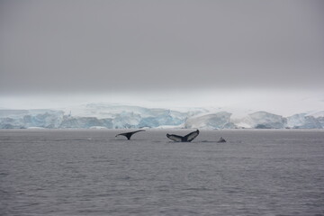 A trip around the Antarctic Peninsula, December 2019