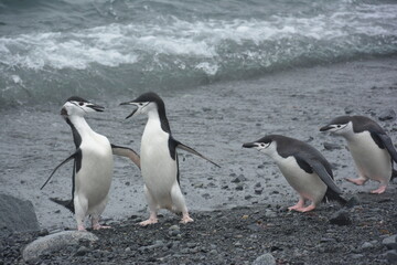 A trip around the Antarctic Peninsula, December 2019