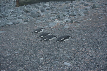 A trip around the Antarctic Peninsula, December 2019
