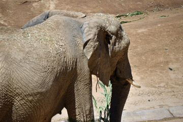 Naklejka premium African Elephant with Tusks