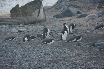A trip around the Antarctic Peninsula, December 2019