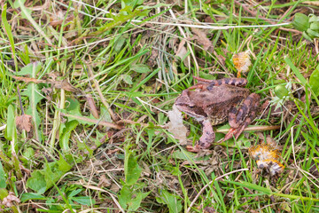 Brown spotted frog walks in the garden in summer.
