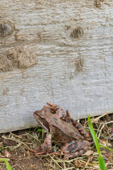Brown spotted frog walks in the garden in summer.