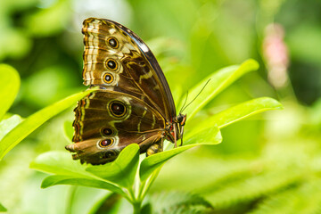 Morpho didius Butterfly, found in Peru