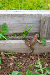 Brown spotted frog walks in the garden in summer.