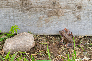 Brown spotted frog walks in the garden in summer.