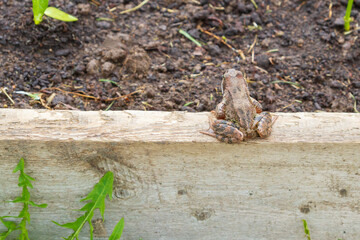 Brown spotted frog walks in the garden in summer.