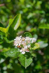 White flowers of a flowering Bush of black-fruited mountain ash in summer