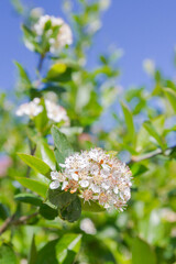 White flowers of a flowering Bush of black-fruited mountain ash in summer