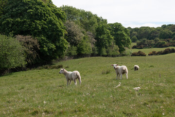 Obraz premium An English countryside view with fields and trees, and three lambs in the middle distance