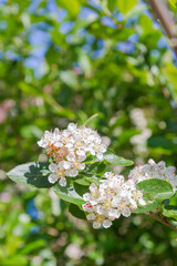 White flowers of a flowering Bush of black-fruited mountain ash in summer