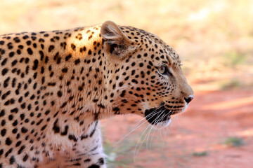 Profile shot of a leopards head