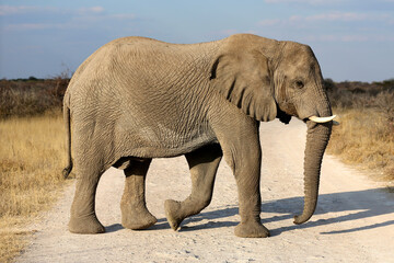 Fototapeta premium Elephant crossing a dirt road