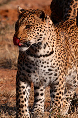 Fototapeta na wymiar Adult Leopard with tongue out