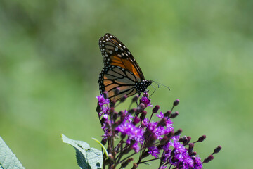 Butterfly 2019-236 / Monarch butterfly (Danaus plexippus)