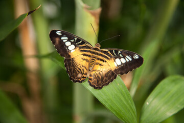 Fototapeta na wymiar Brown butterfly on a green leaf