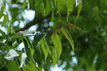 Close up of wet leaf