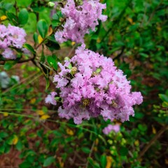 pink and white flowers
