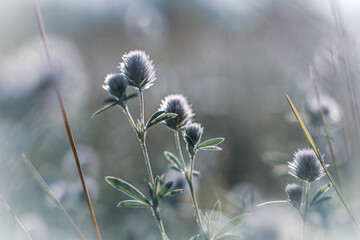 Close-up of plants and flowers in the soft rays of morning light.