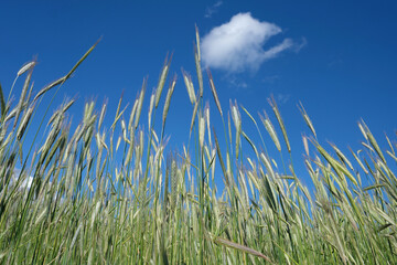 A low angle shot of ears of a cornfield and blue sky - Stockphoto