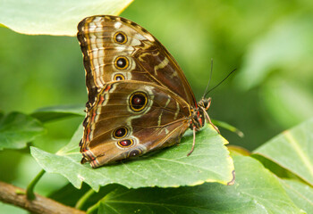 Obraz na płótnie Canvas Brown butterfly on a green leaf