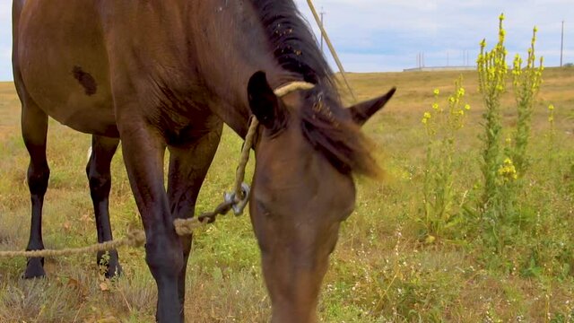 A horse eats grass in the pasture. Brown horse uses grass in summer