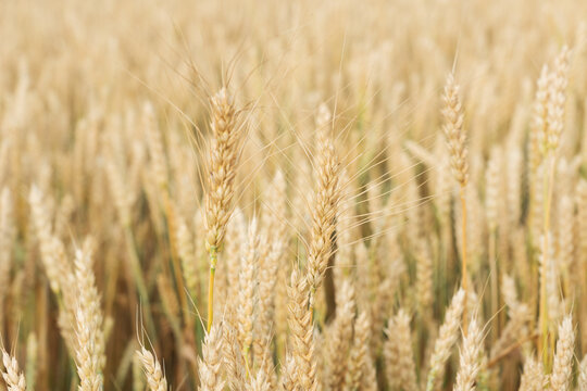 close up image of field with ears of yellow and ripe wheat ready for harvest. one big spike with grain in the foreground. Copy space for text. Agricultural concept