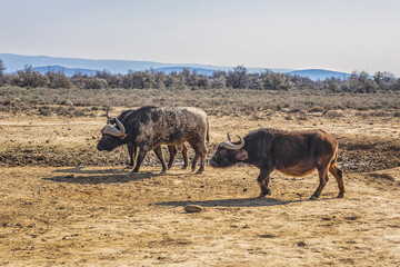 Buffalo (Syncerus caffer) in grassland, South Africa. The large and powerful Bovine / Buffalo.