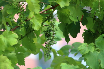 Fototapeta premium close up of plants handing from bush
