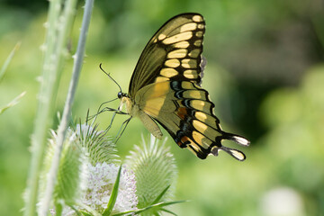 Butterfly 2019-238 / Giant Swallowtail (Papilio cresphontes)