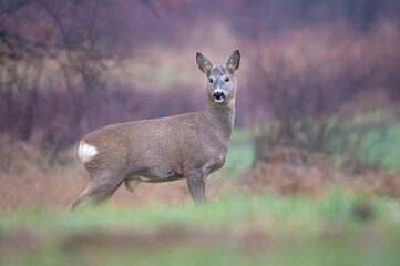 red deer in the woods