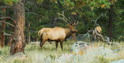 Rocky Mountain Elk, Cervus canadensis, Rocky Mountain National Park, Colorado, USA