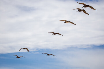 Pelicans gracefully gliding through the air along the coast at Flagler Beach, FL