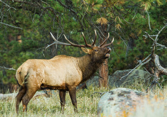 Naklejka na ściany i meble Rocky Mountain Elk, Cervus canadensis, bugling, Rocky Mountain National Park, Colorado, USA