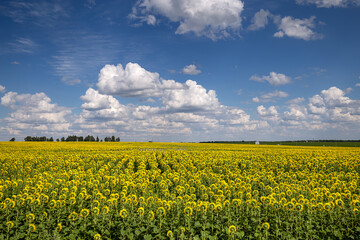 Blue Sky and white clouds above yellow Field Sunflower, panoramic view. Beautiful scenic dynamic Landscape agricultural land. Beauty nature, Agriculture.
