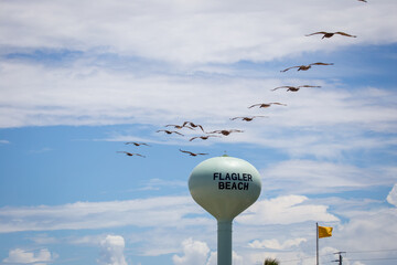 Pelicans gracefully gliding through the air along the coast at Flagler Beach, FL