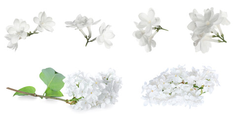 Set of fragrant lilac flowers on white background, banner design