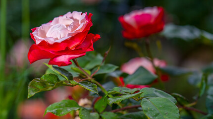 Rose mit weiß -rosa Blüten